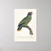 Toile Perroquet joues bleues / Amazone à queue rouge (Recto)