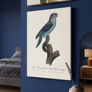 Toile Perruche a bandeau rouge / Musk Lorikeet