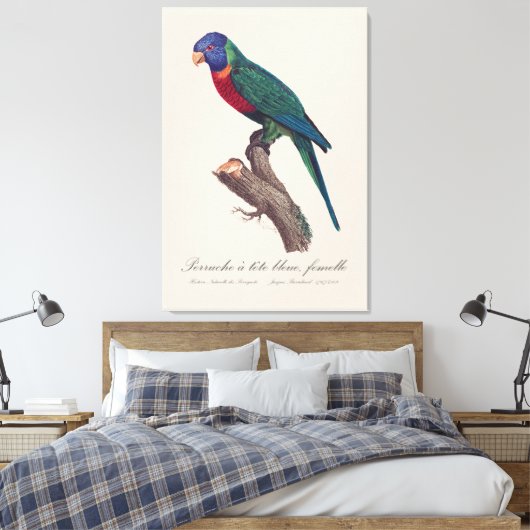 Toile Perruche a tete bleue, femelle / Rainbow lorikeet, (Insitu(Chambre))