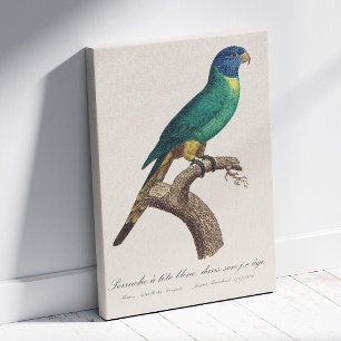 Toile Perruche à tête bleue / Perruche arc-en-ciel, juvé