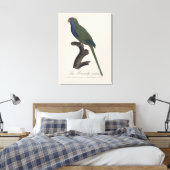 Toile Perruche Moine, Myiopsitta Monachus (Insitu(Chambre))