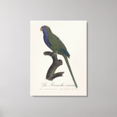 Toile Perruche Moine, Myiopsitta Monachus (Recto)