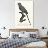 Toile Perruche Moine, Myiopsitta Monachus (Insitu(Chambre))