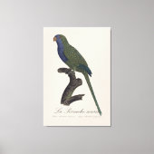 Toile Perruche Moine, Myiopsitta Monachus (Recto)