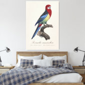 Toile Perruche omnicolore / Eastern rosella  (Insitu(Chambre))
