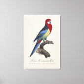 Toile Perruche omnicolore / Eastern rosella  (Recto)