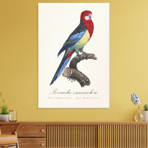 Toile Perruche omnicolore / Rosella oriental