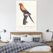Toile Perruche soleil mâle, Aratinga solstitialis (Insitu(Chambre))