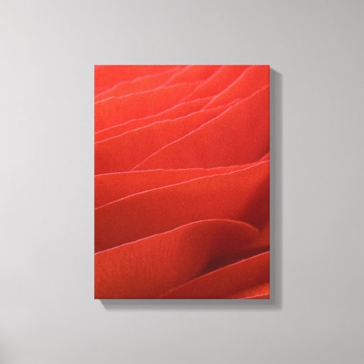 Toile Pétales de fleurs rouges Ranunculus (Recto)