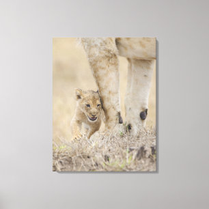 Toile Petit animal de lion (Panthera Lion) jouant par