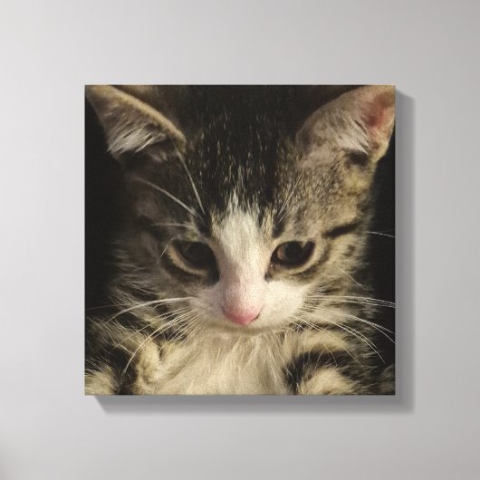 Toile Petit chaton (Recto)
