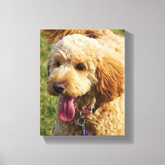 Toile Petit chien Goldendoodle (Recto)