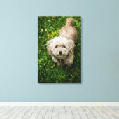 Toile Petit chien regardant la caméra (Insitu (Plancher de Bois))