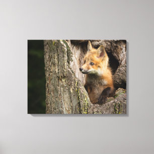Toile Petit Renard Rouge dans le Creux d'un Arbre