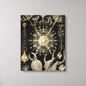 Toile Phaeodaria | 61 Or | Ernst Haeckel | (Recto)