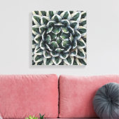 Toile Photo Agave victoria-reginae par Debra Lee Baldwin (Insitu(Salon))