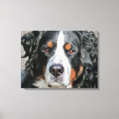Toile Photo Bernese Mountain Dog (Recto)