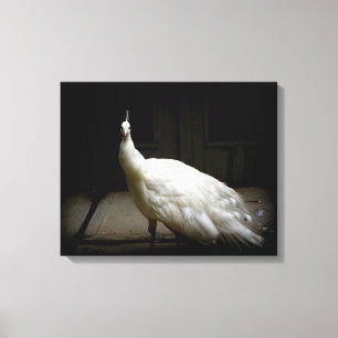 Toile Photo blanche de paon