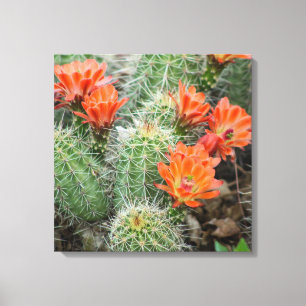 Toile Photo de cactus en fleurs - Colorado Desert Wall A