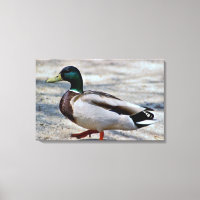 Photo de canard colvert