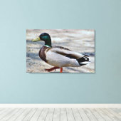 Toile Photo de canard colvert (Insitu (Plancher de Bois))