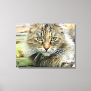 Toile Photo de chat de grange à poils longs marron sur t