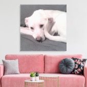 Toile Photo de Chien blanc avec queue courbée contre Ca (Insitu(Salon))