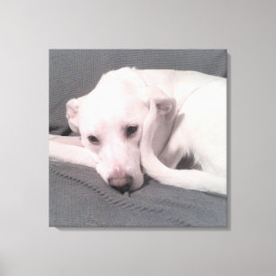 Toile Photo de Chien blanc avec queue courbée contre Ca