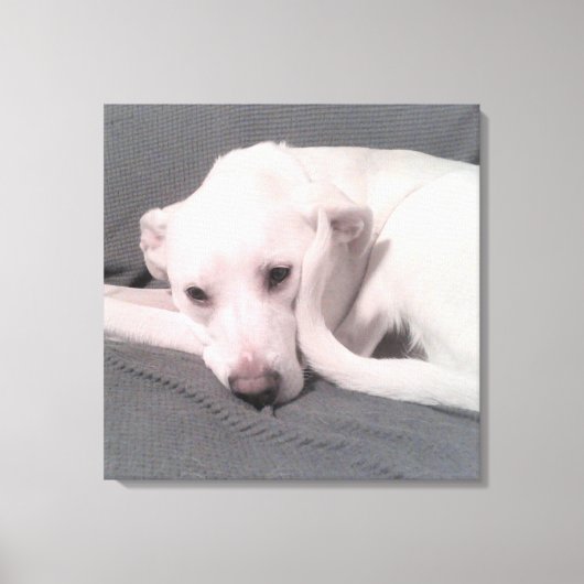 Toile Photo de Chien blanc avec queue courbée contre Ca (Recto)
