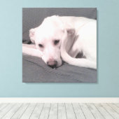 Toile Photo de Chien blanc avec queue courbée contre Ca (Insitu (Plancher de Bois))