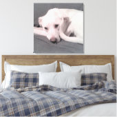 Toile Photo de Chien blanc avec queue courbée contre Ca (Insitu(Chambre))