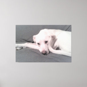 Toile Photo de chien blanc avec queue incurvée contre vi