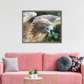 Toile Photo de faune de Buse à queue rousse (Insitu(Salon))