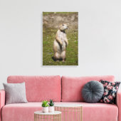 Toile Photo de faune de chien de prairie à queue noire (Insitu(Salon))