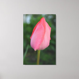 Toile Photo de fleurs de tulipe rouge printemps.