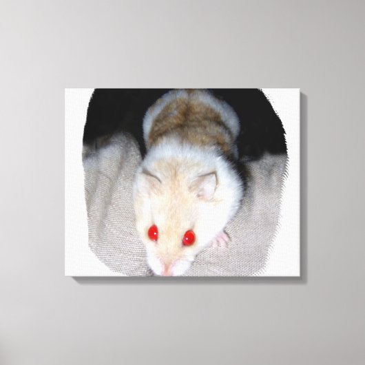 Toile Photo de hamster albinos blanc et blonde (Recto)
