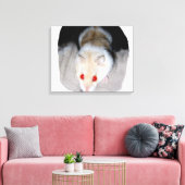 Toile Photo de hamster albinos blanc et blonde (Insitu(Salon))