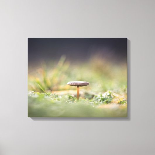 Toile Photo de la nature des champignons (Recto)
