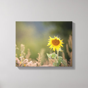 Toile Photo de la nature des tourntournesols