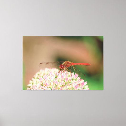 Toile Photo de libellule rouge (Recto)