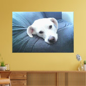 Toile Photo d'un beau et paisible visage de chien blanc (Insitu(Salon))