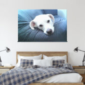 Toile Photo d'un beau et paisible visage de chien blanc (Insitu(Chambre))