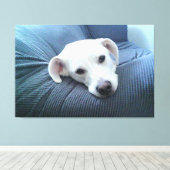 Toile Photo d'un beau et paisible visage de chien blanc (Insitu (Plancher de Bois))