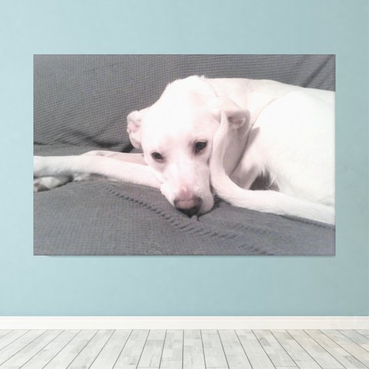 Toile Photo d'un chien blanc avec queue courbée contre v (Insitu (Plancher de Bois))