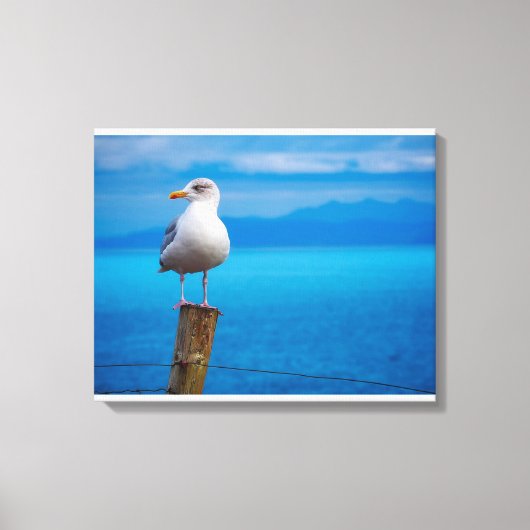 Toile Photo d'un oiseau de mer debout (Recto)