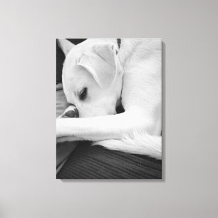 Toile Photo en noir et blanc de mignon chien reposant av