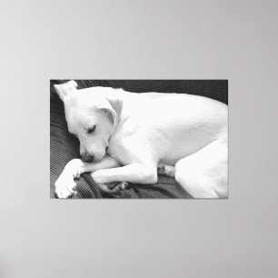 Toile Photo en noir et blanc d'un chien mignon qui dort