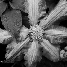 Photo en noir et blanc d'un Clematis après la plui