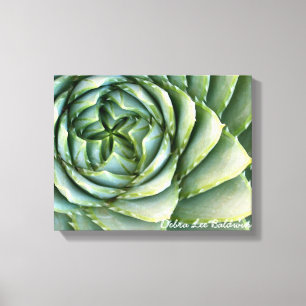 Toile Photo en spirale d'aloès par Debra Lee Baldwin