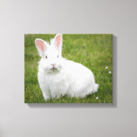 photo lapin lapin